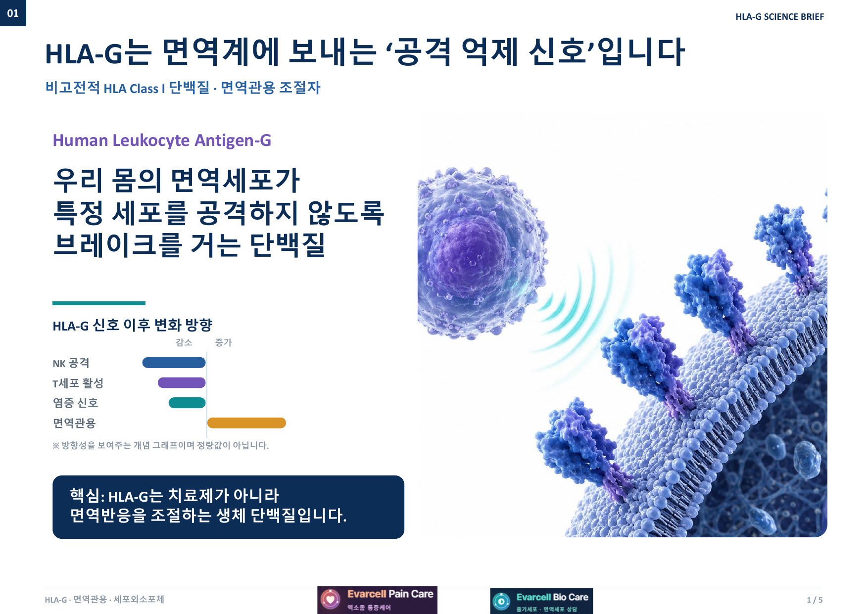 HLA-G는 면역계에 보내는 공격 억제 신호입니다 — 비고전적 HLA Class I 단백질이자 면역관용 조절자