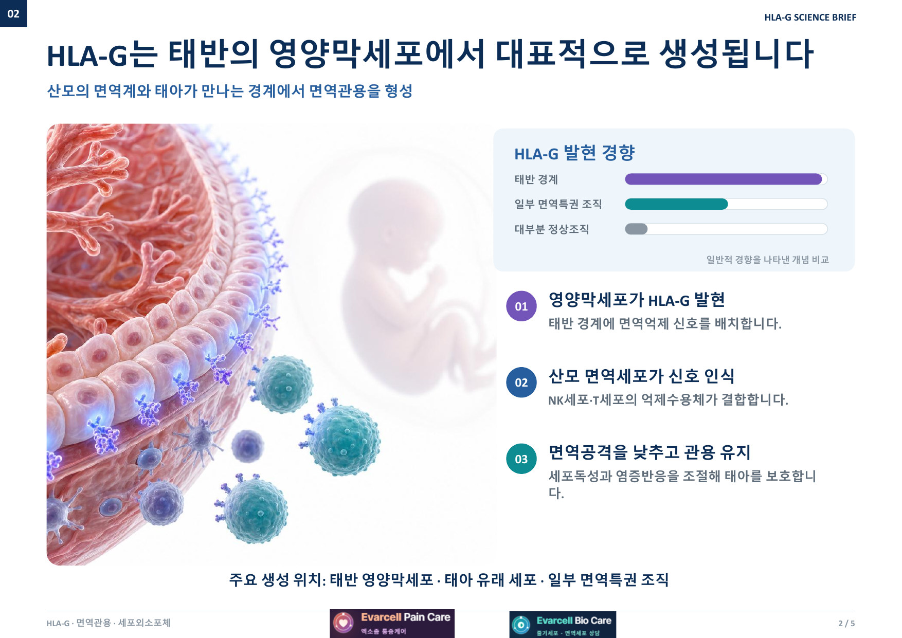 HLA-G는 태반의 영양막세포에서 대표적으로 생성됩니다 — 산모의 면역계와 태아가 만나는 경계에서 면역관용을 형성