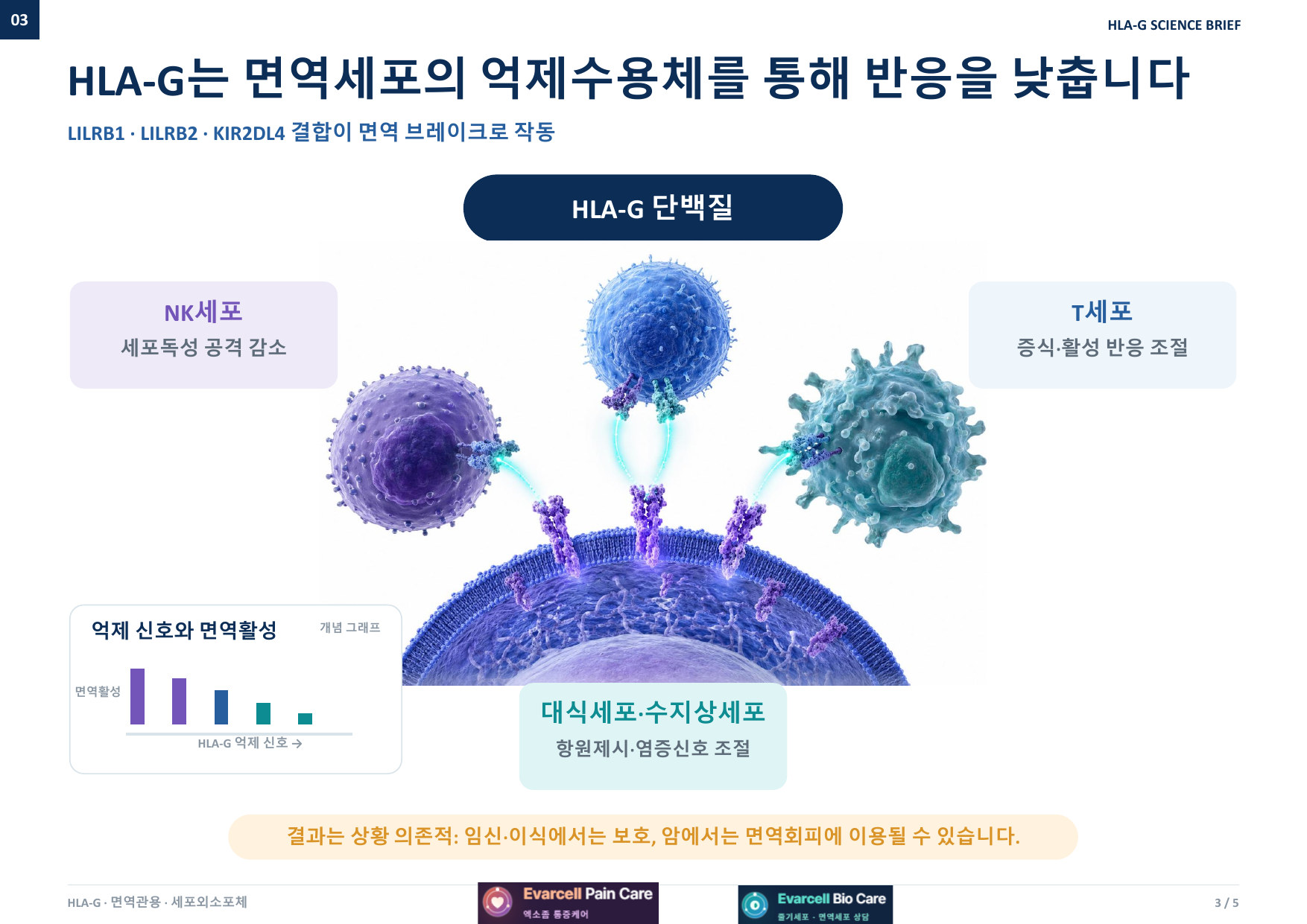 HLA-G는 면역세포의 억제수용체를 통해 반응을 낮춥니다 — LILRB1·LILRB2·KIR2DL4 결합이 면역 브레이크로 작동